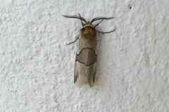 Oxytaphora delta