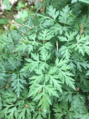Physospermum cornubiense