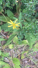 Silphium asteriscus
