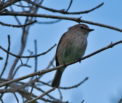 Muscicapa