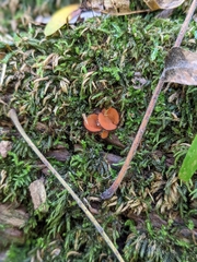 Scutellinia