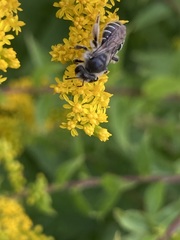 Callandrena