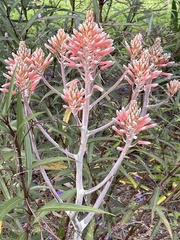 Aloe × commutata
