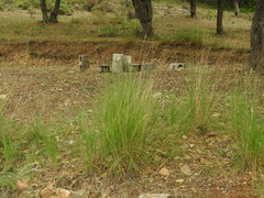 Achnatherum bromoides
