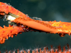 Aclyvolva lanceolata