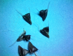 Chloris × subdolichostachya