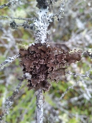 Tuckermanopsis orbata