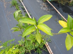 Cinnamomum kotoense