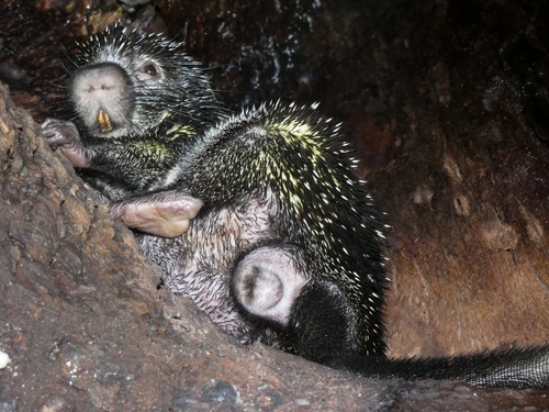 Andean Porcupine