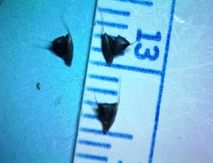 Chloris × subdolichostachya