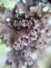 Tuckermanopsis orbata