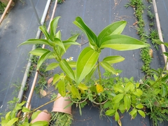 Cinnamomum kotoense