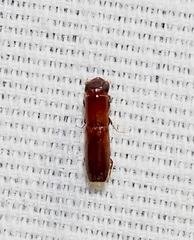 Euplatypus compositus