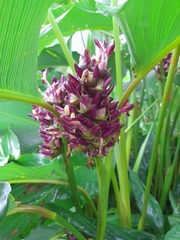 Goeppertia latifolia
