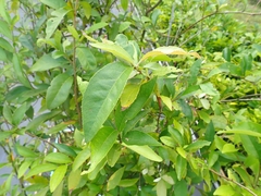 Pourthiaea arguta
