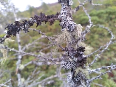 Tuckermanopsis orbata
