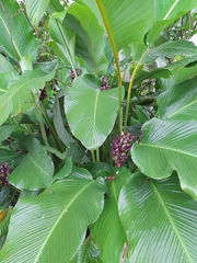 Goeppertia latifolia