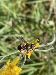 Eristalis horticola
