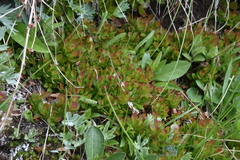 Vaccinium cespitosum