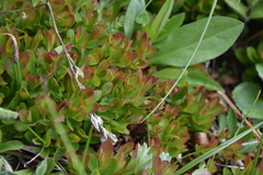 Vaccinium cespitosum