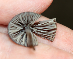 Mycena leptocephala
