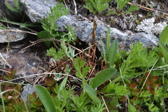 Calyptospora columnaris
