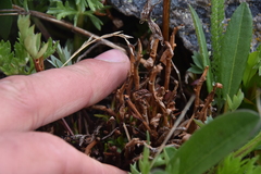 Calyptospora columnaris