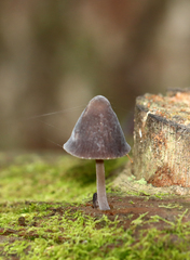 Mycena leptocephala