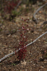 Drosera drummondii