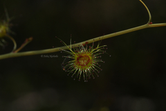 Drosera gigantea