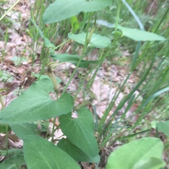 Aristolochia paucinervis