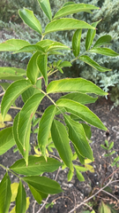 Sambucus canadensis