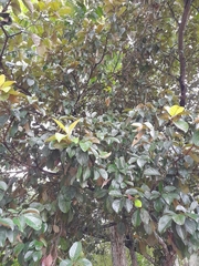 Byrsonima crassifolia