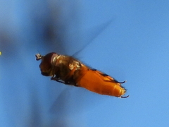 Syrphus octomaculatus