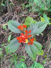 Chrysothemis pulchella