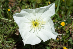 Oenothera acaulis