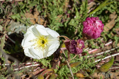 Oenothera acaulis