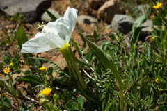 Oenothera acaulis