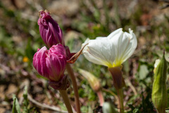 Oenothera acaulis