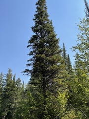 Pinaceae