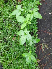 Syngonium podophyllum