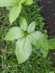 Syngonium podophyllum