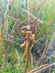 Scheuchzeria palustris