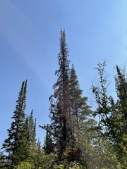Pinaceae