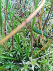 Scheuchzeria palustris