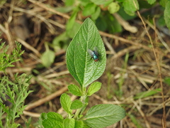 Lucilia eximia