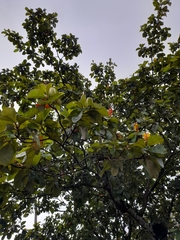 Byrsonima crassifolia