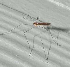 Limoniidae