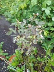Oxalis barrelieri