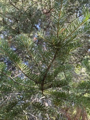 Pinaceae